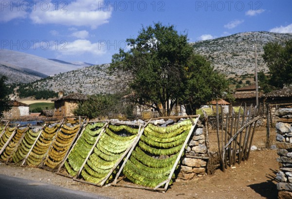 Tobacco leaves drying on racks in a rural area, Northern Greece 1964