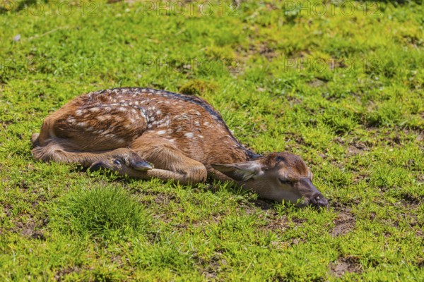 One red deer fawn (Cervus elaphus) lying flat on a meadow to hide from enemies