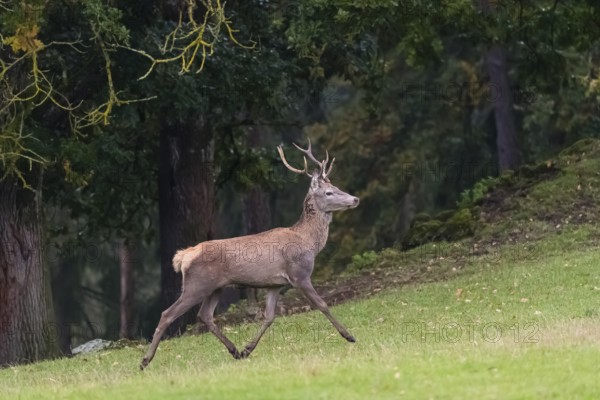 One young Red Deer stag (Cervus elaphus) runs uphill on a meadow at a forest edge