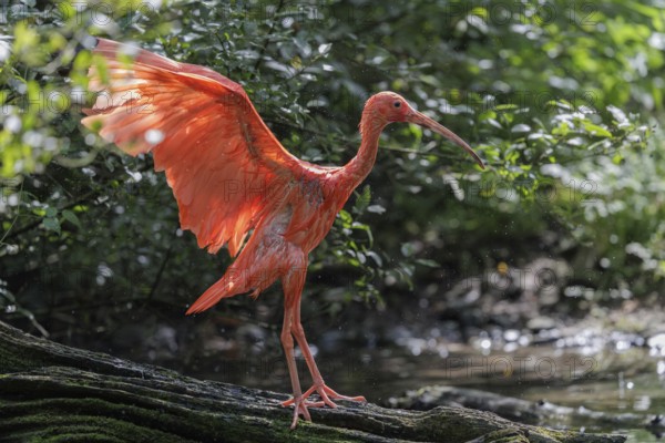 A scarlet ibis (Eudocimus ruber) stands on the riverbank and flaps its wings