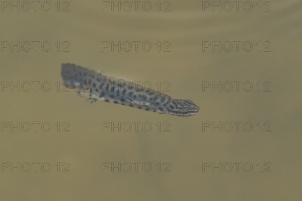 Smooth or Common newt (Lissotriton vulgaris) adult amphibian swimming in a pond, England, United