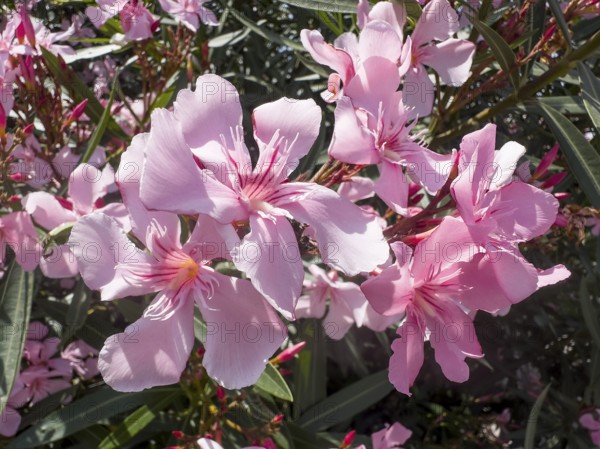 Flowering oleander (Nerium oleander), Italy, Europe