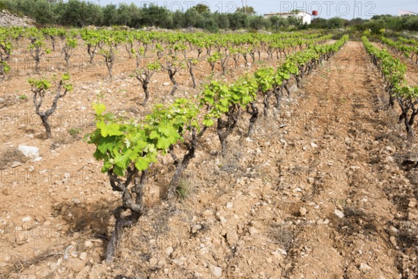 Rows of vines in a vineyard under a sunny sky, viticulture, Crete, Greece, Europe