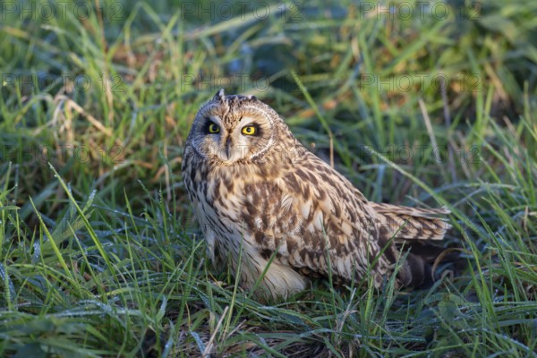 Short-eared owl (Asio flammeus) adult bird in grassland, England, United Kingdom, Europe