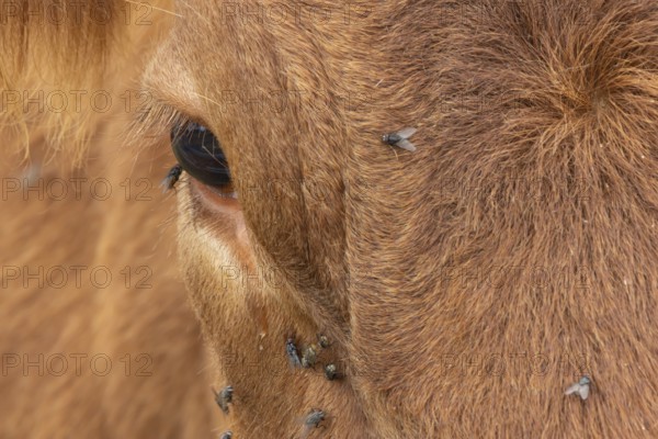 Domestic cattle or cow (Bos taurus) adult farm animal close up of its eye with flies around it,
