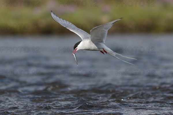 Arctic tern (Sterna paradisaea) with sandeel in its beak, in flight while fishing over a river,