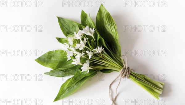 Wild garlic bundle with flowers on a white background, spring-like radiance, wild garlic, Allium