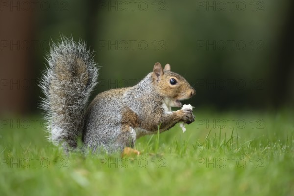Grey squirrel (Sciurus carolinensis) adult animal feeding on a mushroom or fungi in the autumn,