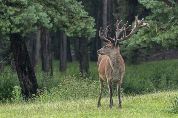 Red deer (Cervus elaphus) stag at forest edge with antlers covered in velvet in late spring