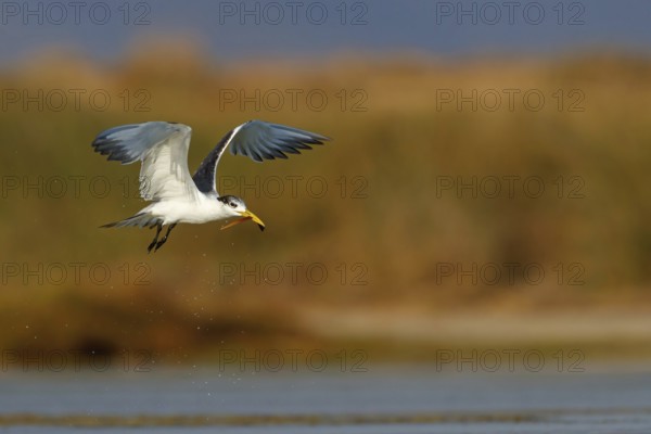 Caspian Tern, flight photo, (Thalasseus bergii), East Khawr / Khawr Ad Dahariz, Salalah, Dhofar,