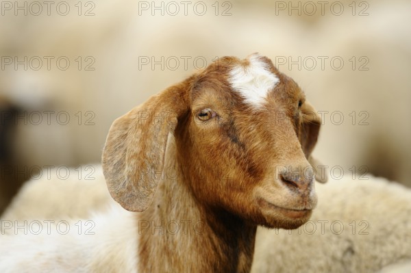 Close-up of a brown and white goat with a slight smile, Boer goat (Capra aegagrus hircus),