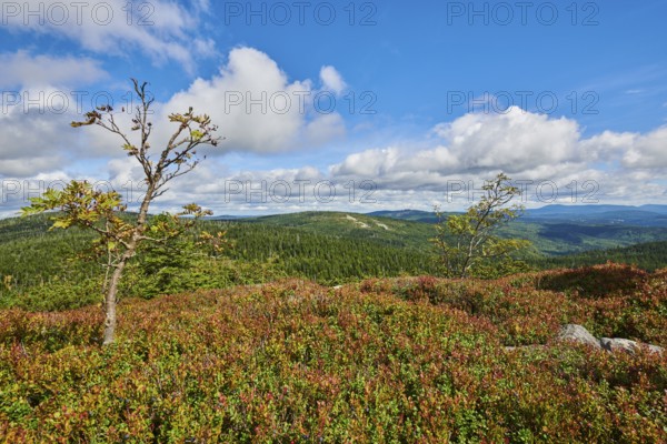 Vegetation with Norway spruce (Picea abies) and colored European blueberry (Vaccinium myrtillus) on