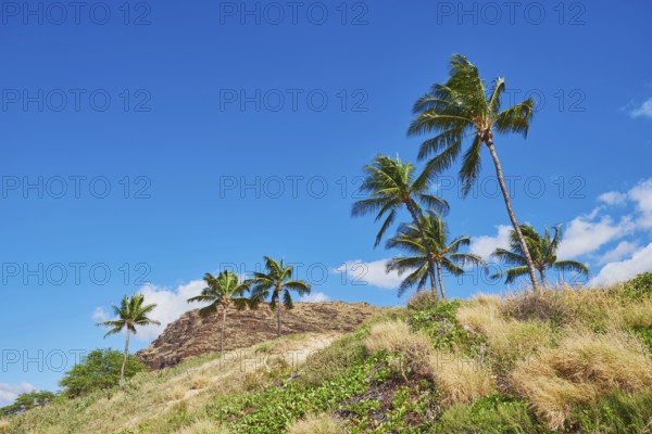 Palm trees at Kahe Point Beach Park, Hawaiian Island Oahu, O?ahu, Hawaii, Aloha State, United