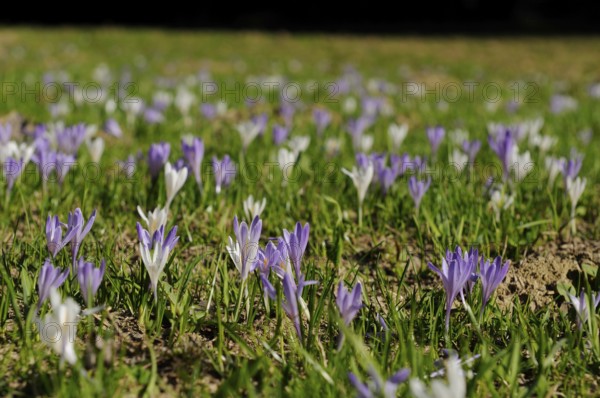 A wide field of purple and white crocuses in a meadow, lily of the valley (Convallaria majalis),