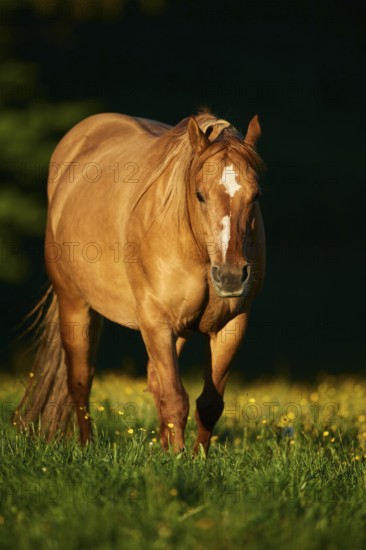 American Quarter Horse on a meadow, Bavaria, Germany, Europe
