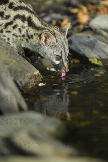 Young Common genet (Genetta genetta) drinking at the shore of a lake, wildlife in a forest,
