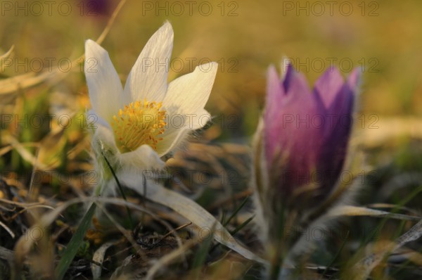 White Pasque flower with purple bud in a spring-like blurred effect, Pasque flower (Pulsatilla