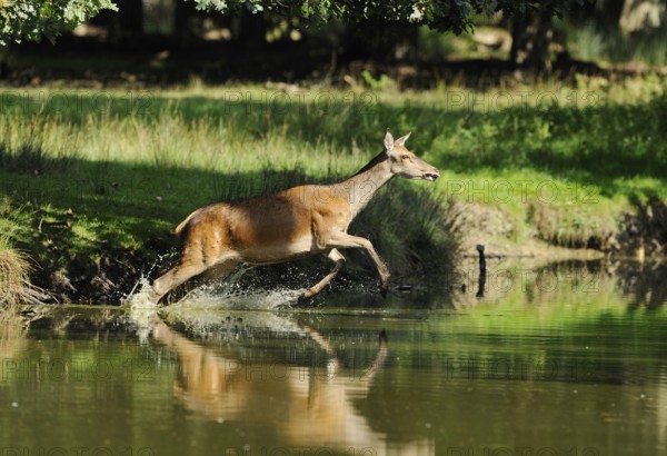 Red deer (Cervus elaphus), Bavaria, energetically jumping over the edge of a pond