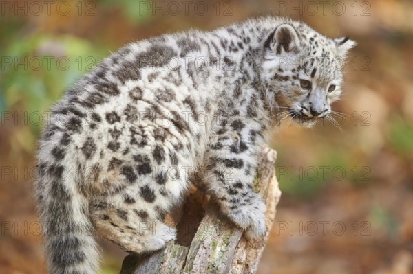 Snow leopard (Panthera uncia) or (Uncia uncia) cute cub in a forest, captive
