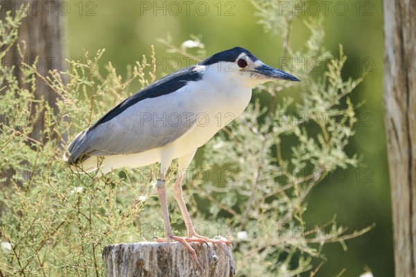 Black-crowned night heron (Nycticorax nycticorax) standing on a tree trunk, Camargue, France,