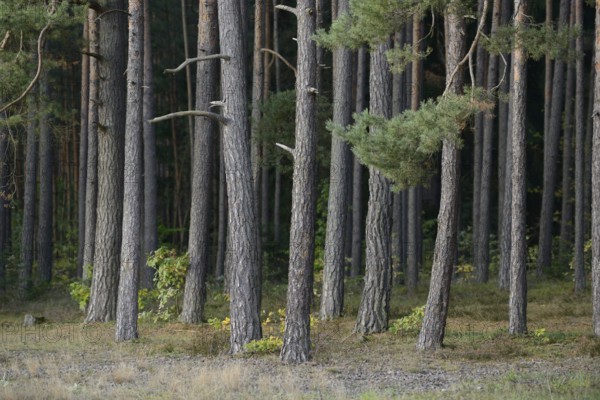 Dense forest of tall pine trees with green foliage and brown trunks, Scots pine (Pinus sylvestris),