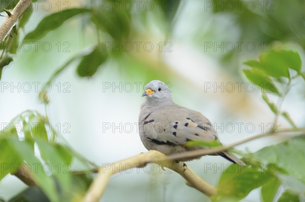 Close-up of a Croaking Ground Dove (Columbina cruziana) in a tropical house, Germany, Europe