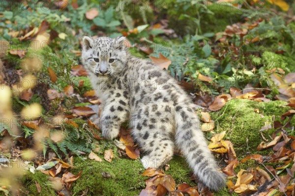 Snow leopard (Panthera uncia) or (Uncia uncia) cute cub in a forest, captive