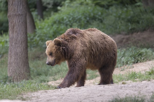 One Kamchatka brown bear (Ursus arctos piscator), walking in a forest. Some green vegetation and a