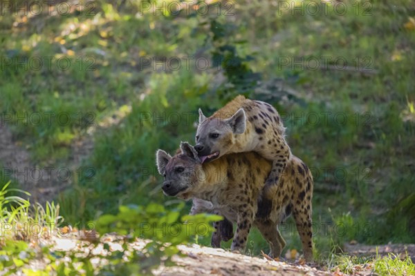 A mating couple of spotted hyena (Crocuta crocuta), or laughing hyena