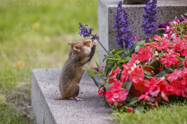 A European hamster (Cricetus cricetus), Eurasian hamster, black-bellied hamster or common hamster,