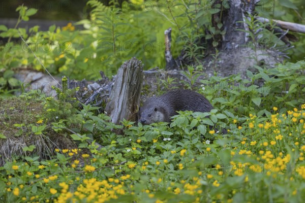 One Eurasian otter (Lutra lutra), walking through green vegetation. Some yellow flowers