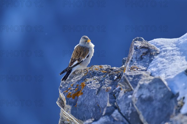 Snowfinch (Montifringilla nivalis), sitting on a sunlit rock, clear blue sky, Gemmi Pass,