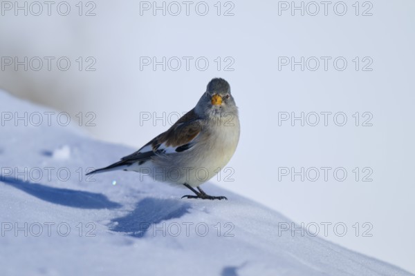 Snowfinch (Montifringilla nivalis), looking directly into the camera, surrounded by snow, Gemmi