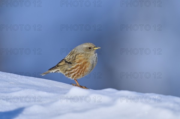 Alpine accentor (Prunella collaris), standing on snow with a bluish background, Gemmi Pass,