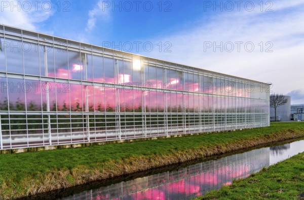 Large greenhouses for cucumbers and strawberries, over 10 hectares, the plants are artificially