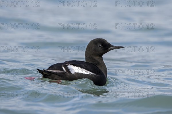 Black guillemot, tystie (Cepphus grylle) in breeding plumage swimming in the Arctic ocean along the