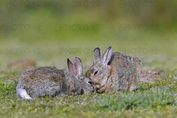 European rabbit, common rabbits (Oryctolagus cuniculus) pair touching noses, asking to be groomed