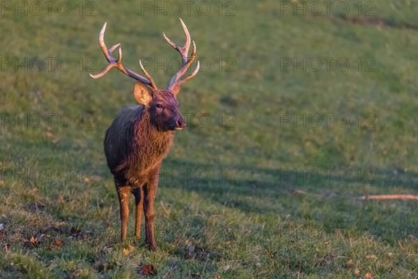 One Dybowski stag (Cervus nippon hortulorum) stands on a green meadow at sunrise