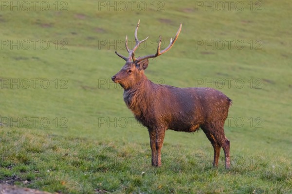 One Dybowski stag (Cervus nippon hortulorum) stands on a green meadow at sunrise