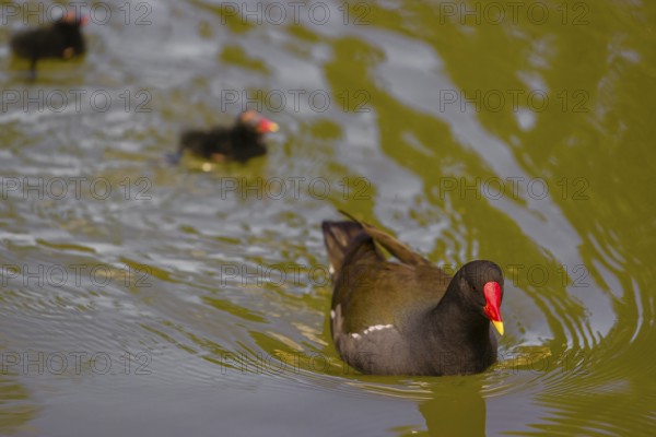 An adult common moorhen (Gallinula chloropus), swims in a pond, followed by two chicks