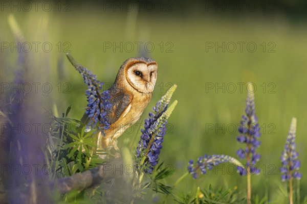 One barn owl (Tyto alba) sitting on a branch lying in a field of flowering lupines in late evening