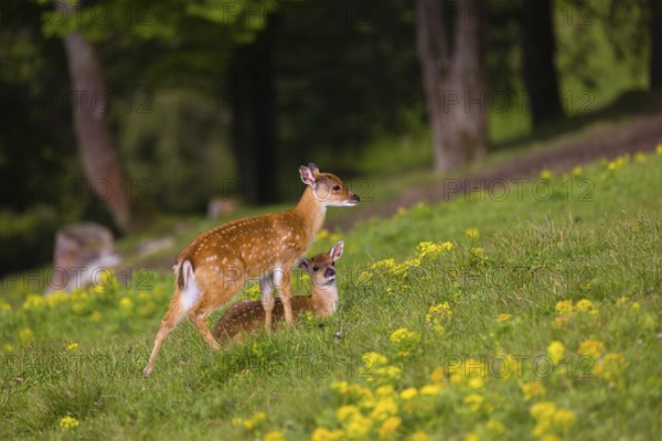 Two young Manchurian sika deer or Dybowski's sika deer (Cervus nippon mantchuricus or Cervus nippon