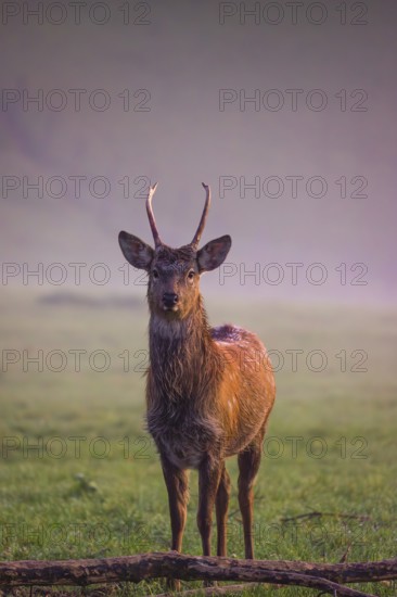 A Sambar stag (Rusa unicolor), stands on a misty meadow in first morning light