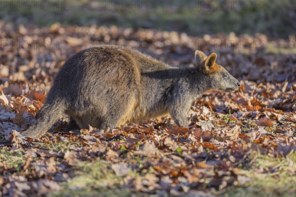 One swamp wallaby (Wallabia bicolor) next to a bush in early morning light