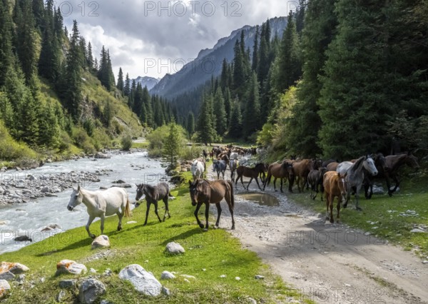 Herd of horses in a green mountain valley with forest and mountain stream, Chong Kyzyl Suu Valley,