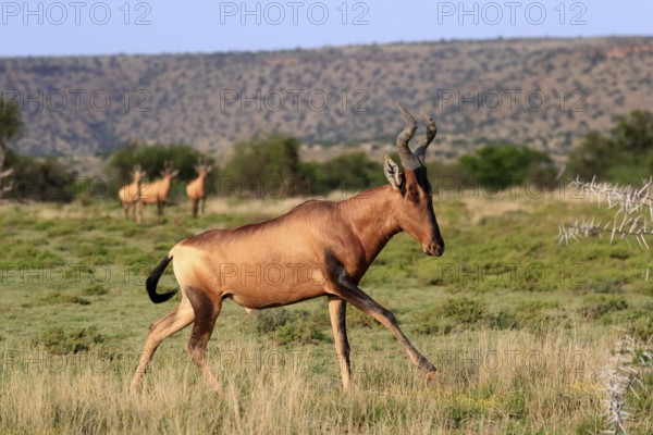 Red hartebeest (Alcelaphus buselaphus caama), Kaama, adult, running, foraging, Mountain Zebra