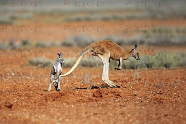 Red kangaroo (Macropus rufus), female jumping with young, Sturt National Park, New South Wales,