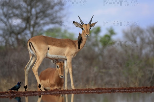 Black heeler antelope (Aepyceros melampus), young male, at the water, with red-billed oxpecker