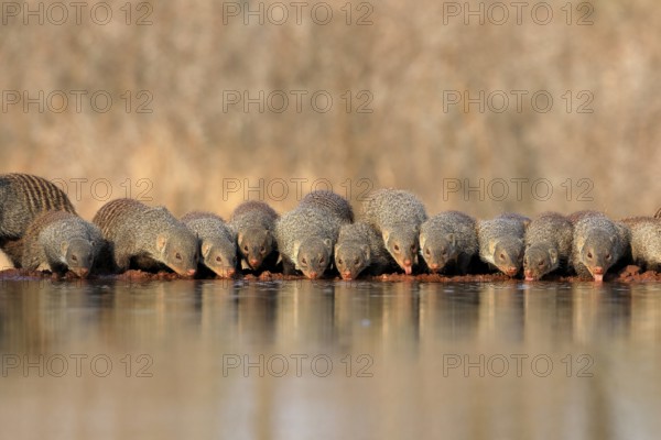 Zebra mongoose (Mungos mungo), adult, group, at the water, drinking, Kruger National Park, Kruger