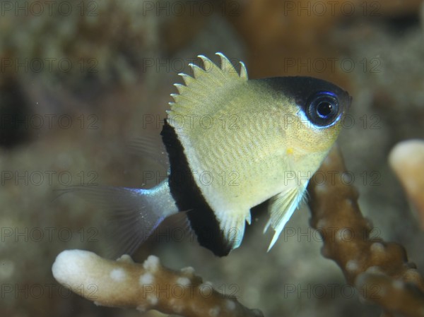 Small, brightly coloured fish, blackband damselfish (Pycnochromis retrofasciatus), over coral